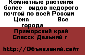 Комнатные растения более200видов недорого почтой по всей России › Цена ­ 100-500 - Все города  »    . Приморский край,Спасск-Дальний г.